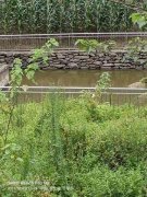 村干部被指冒领村民粮补款,安置房变相成为商品房